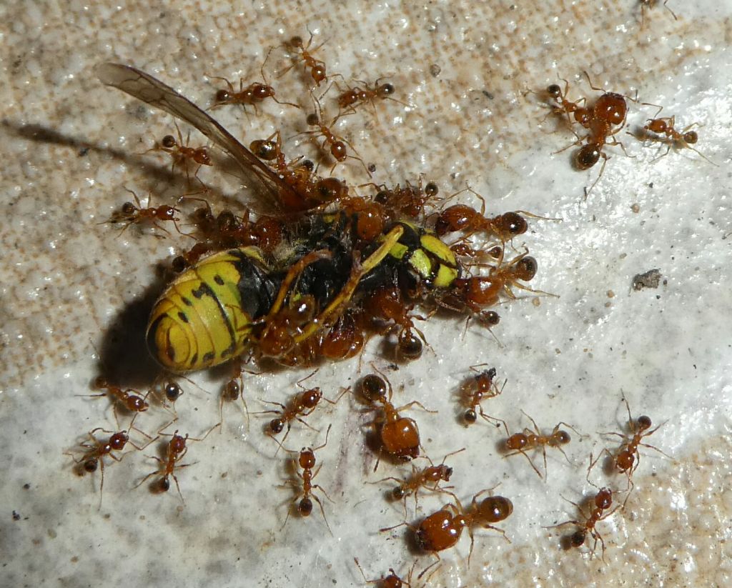 Formicidae:  Pheidole cfr. pallidula